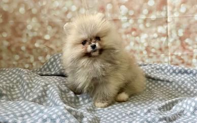 Cuccioli di Spitz nano Pomerania