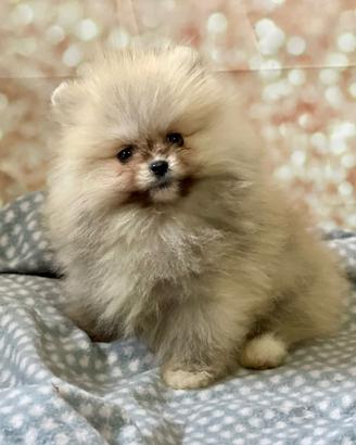 Cuccioli di Spitz nano Pomerania