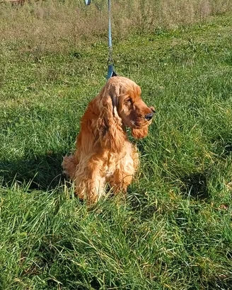Cocker Spaniel Inglese per Monta Pedigree Importan