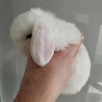 Coniglio nano ariete