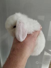 Coniglio nano ariete