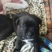 Staffordshire bull terrier