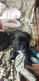 Staffordshire bull terrier