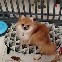 Cucciolo di Volpino della Pomerania nano