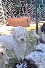 Cucciolo lagotto
