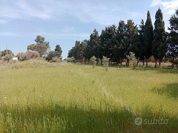 Terreno agricolo