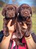 cuccioli-di-labrador-cioccolato-figli-di-campione