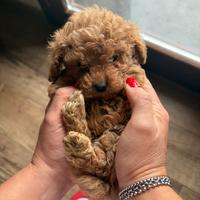 Barboncini toy minitoy e teacup