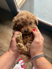 Barboncini toy minitoy e teacup