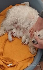 maltese 