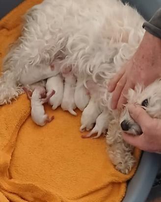 maltese 