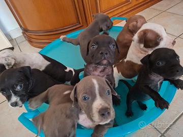 8 cuccioli disponibili
