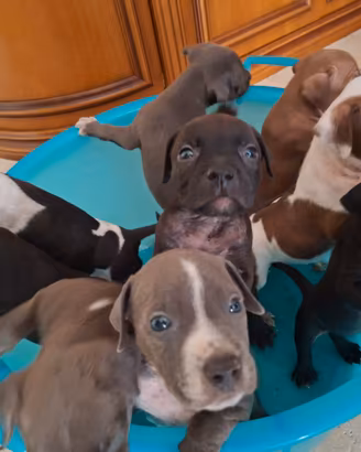 8 cuccioli disponibili