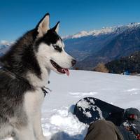 Siberian Husky per monta