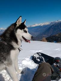 Siberian Husky per monta