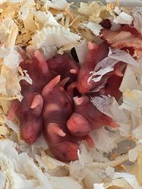 Cuccioli Criceti Dorati ( Siriani )