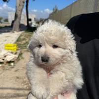 Pastore maremmano abbruzzese