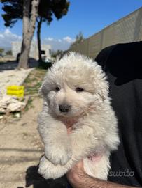 Pastore maremmano abbruzzese