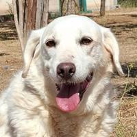 Olga, dolce e socievole desidera una famiglia sua