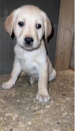 Cuccioli Labrador neri e champagne