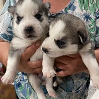 Cuccioli di Husky
