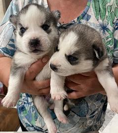 Cuccioli di Husky