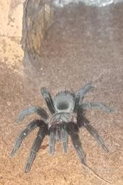 Tarantola