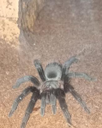 Tarantola