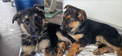 Pastore tedesco cuccioli