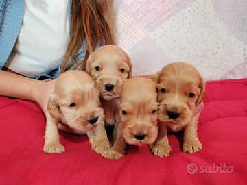 Cocker spaniel inglese pedigree PET TERAPY fulvo