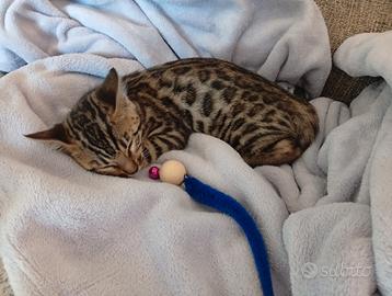 Gattino bengala maschio