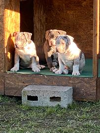 Cuccioli american bully