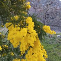 Albero di mimosa