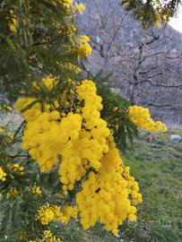 Albero di mimosa