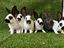 Immagine 3