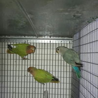 Inseparabili