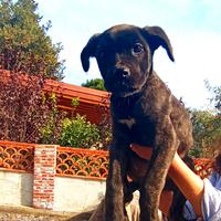 Cuccioli cane corso