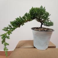 Juniperus procumbens 'Nana' bonsai – vaso 15 cm