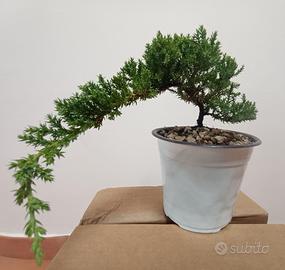 Juniperus procumbens 'Nana' bonsai – vaso 15 cm