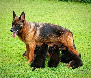 Cuccioli di Pastore Tedesco