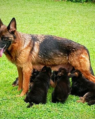 Cuccioli di Pastore Tedesco