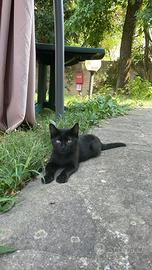Adozione 2 gattini neri