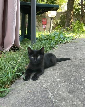 Adozione 2 gattini neri