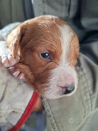 Breton cuccioli