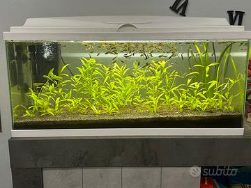 Acquario Askoll completo