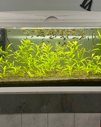 Acquario Askoll completo