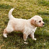 Golden Retriever cuccioli
