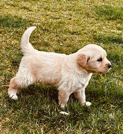 Golden Retriever cuccioli