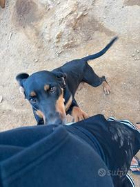 Cani da caccia