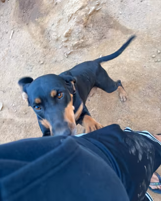 Cani da caccia